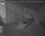 Capi_Dubne_20250418_005002.jpg