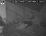 Capi_Dubne_20250418_005503.jpg