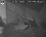 Capi_Dubne_20250418_011502.jpg