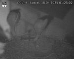 Capi_Dubne_20250418_012502.jpg
