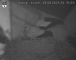 Capi_Dubne_20250418_013503.jpg