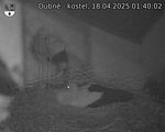 Capi_Dubne_20250418_014002.jpg