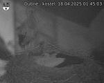 Capi_Dubne_20250418_014503.jpg