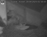 Capi_Dubne_20250418_015003.jpg