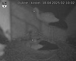 Capi_Dubne_20250418_021002.jpg