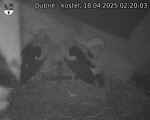 Capi_Dubne_20250418_022003.jpg