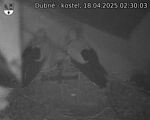 Capi_Dubne_20250418_023003.jpg
