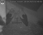 Capi_Dubne_20250418_024002.jpg