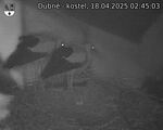 Capi_Dubne_20250418_024503.jpg
