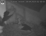 Capi_Dubne_20250418_025003.jpg