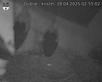 Capi_Dubne_20250418_025502.jpg