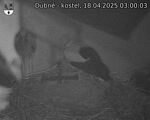 Capi_Dubne_20250418_030003.jpg