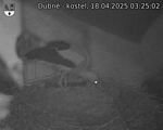 Capi_Dubne_20250418_032502.jpg