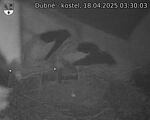 Capi_Dubne_20250418_033003.jpg
