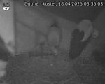 Capi_Dubne_20250418_033503.jpg