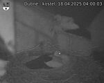 Capi_Dubne_20250418_040003.jpg