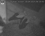 Capi_Dubne_20250418_041002.jpg