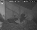Capi_Dubne_20250418_042003.jpg
