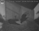 Capi_Dubne_20250418_042502.jpg