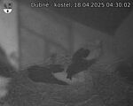 Capi_Dubne_20250418_043002.jpg