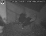 Capi_Dubne_20250418_043502.jpg
