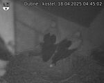 Capi_Dubne_20250418_044502.jpg