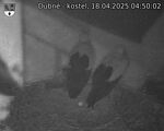 Capi_Dubne_20250418_045002.jpg
