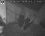 Capi_Dubne_20250418_045503.jpg