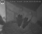 Capi_Dubne_20250418_050502.jpg