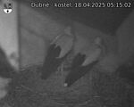 Capi_Dubne_20250418_051502.jpg