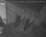 Capi_Dubne_20250418_052002.jpg