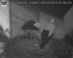 Capi_Dubne_20250418_054003.jpg