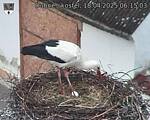 Capi_Dubne_20250418_061503.jpg
