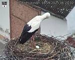 Capi_Dubne_20250418_062002.jpg