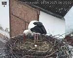 Capi_Dubne_20250418_062502.jpg