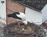 Capi_Dubne_20250418_063002.jpg