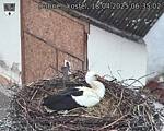 Capi_Dubne_20250418_063502.jpg