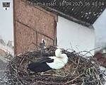 Capi_Dubne_20250418_064004.jpg
