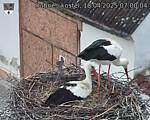Capi_Dubne_20250418_070004.jpg