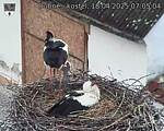 Capi_Dubne_20250418_070504.jpg