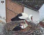 Capi_Dubne_20250418_071002.jpg