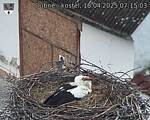 Capi_Dubne_20250418_071503.jpg