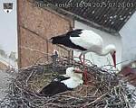Capi_Dubne_20250418_072003.jpg
