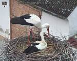 Capi_Dubne_20250418_072502.jpg