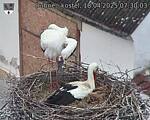 Capi_Dubne_20250418_073003.jpg