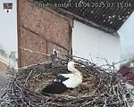 Capi_Dubne_20250418_073504.jpg