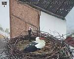 Capi_Dubne_20250418_074503.jpg