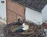 Capi_Dubne_20250418_075002.jpg