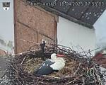 Capi_Dubne_20250418_075503.jpg