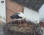 Capi_Dubne_20250418_080502.jpg